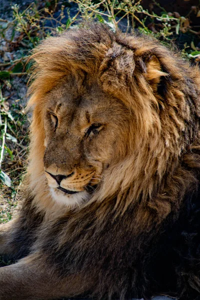 Portret Van Een Mannelijke Leeuw — Stockfoto
