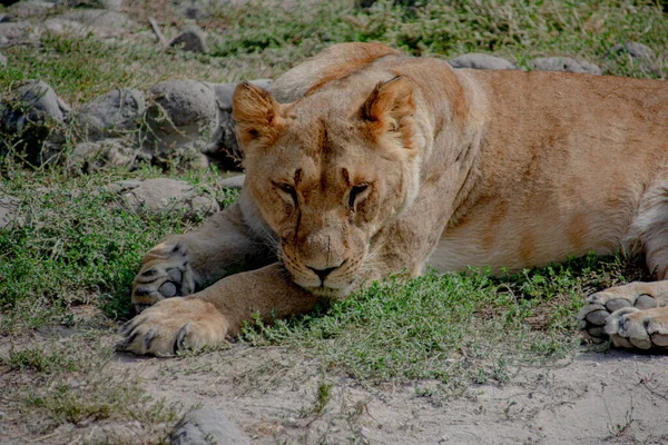 Leonessa Riposa Nella Natura Belle Foto Leone Immagini — Foto Stock