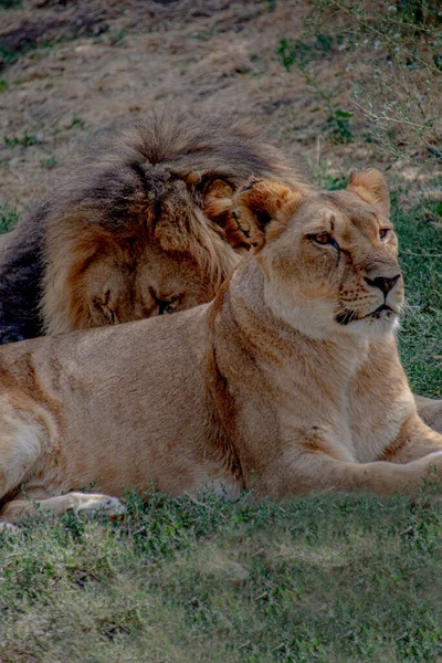 Lejoninna Och Lejon Vilar Naturen — Stockfoto