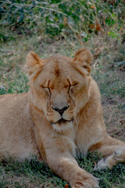孤独な雌ライオンは自然の中で休んでいる — ストック写真