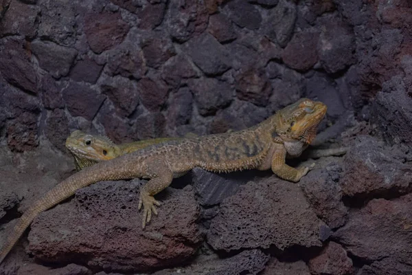 Pequeños Reptiles Descansan Sobre Una Piedra —  Fotos de Stock