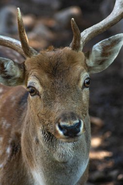 Güzel Geyik portresi. Geyik fotoğrafları ve resimleri