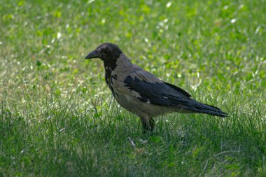 Şehir kargası. Bir şehir kargasının fotoğrafı.