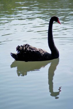 Siyah kuğu gölde yüzüyor.