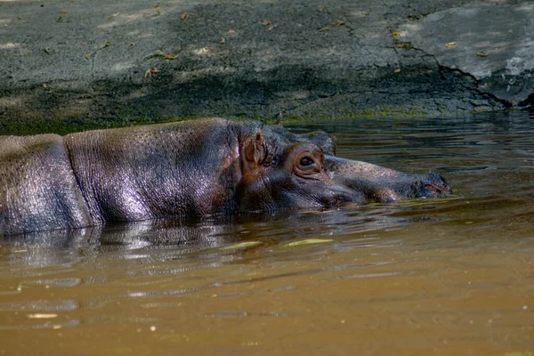 Hipopotam Jeziorze Portret Hipopotama — Zdjęcie stockowe