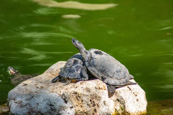 Tortugas Descansando Sobre Una Roca Medio Lago —  Fotos de Stock