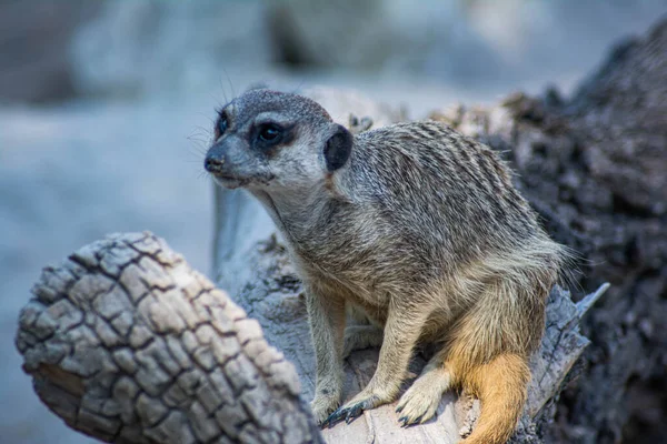 Meerkat Africain Dans Nature Portrait Belle Suricate — Photo