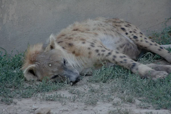 Hyena Slaapt Het Wild — Stockfoto