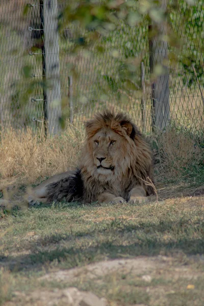 Leone Nella Riserva Foto Grande Leone — Foto Stock