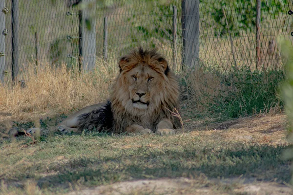 Leone Nella Riserva Foto Grande Leone — Foto Stock