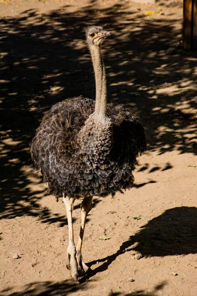 Afrikaanse Struisvogel Dierentuin — Stockfoto