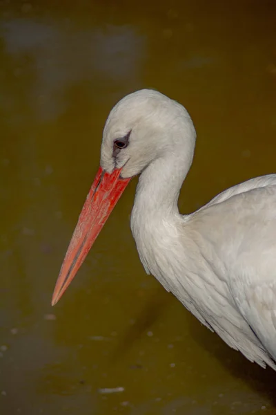 Güzel beyaz leyleğin portresi