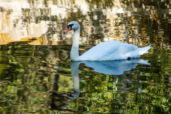 Weißer Schwan See — Stockfoto