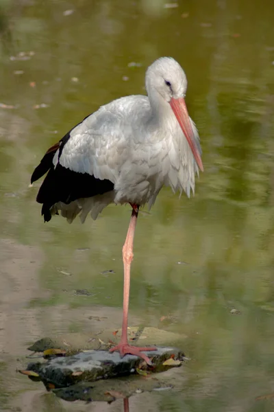 Stork Stands One Leg Middle Lake — Stock Photo, Image