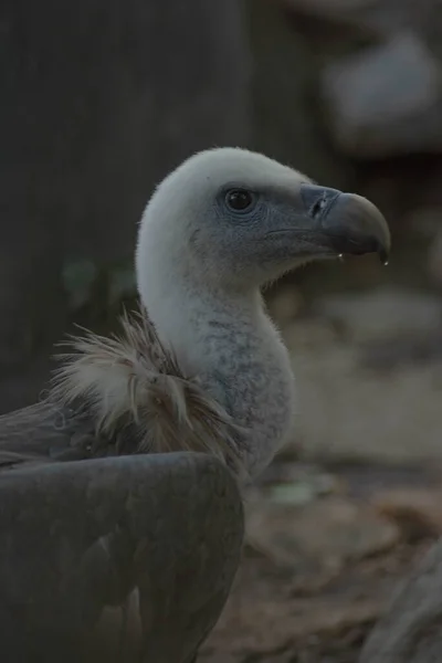 Witte Adelaar Natuur Portret Van Een Prachtige Adelaar — Stockfoto