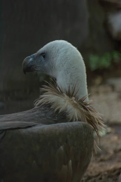 Witte Adelaar Natuur Portret Van Een Prachtige Adelaar — Stockfoto