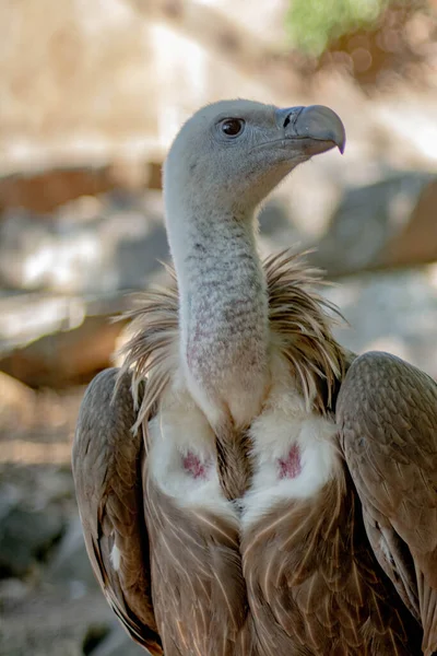 Witte Adelaar Natuur Portret Van Een Prachtige Adelaar — Stockfoto