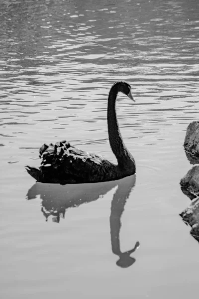 Schwarzer Schwan Schwimmt See — Stockfoto