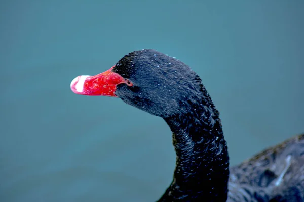 美しい黒白鳥の肖像 — ストック写真