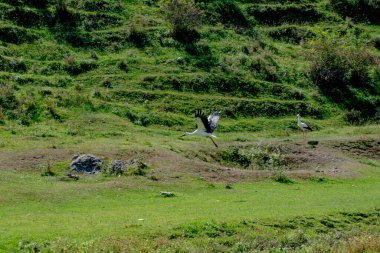 Uçan leylek - fotoğraflar ve resimler