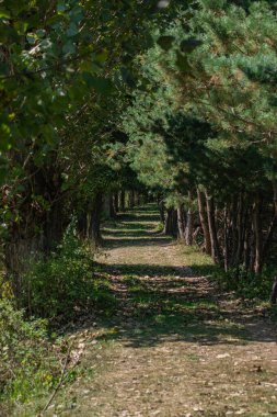 Ormanın derinliklerinde yol