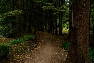 Karanlık ormanın derinliklerinde. Ormanların güzel fotoğrafları