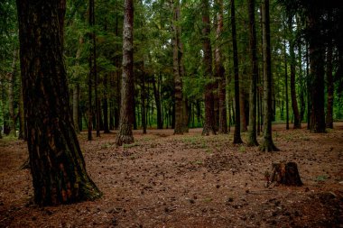 Ormanın derinliklerinde yol