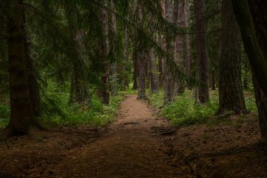 İnanılmaz bir bahçede yol