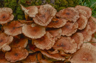 Ağaçlarda ve kütüklerde yetişen mantarlar