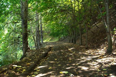 Ormanın derinliklerindeki yol. Güzel orman manzarası