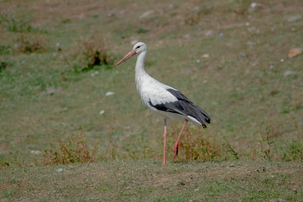 Lonely Stork Wild — Stock Photo, Image