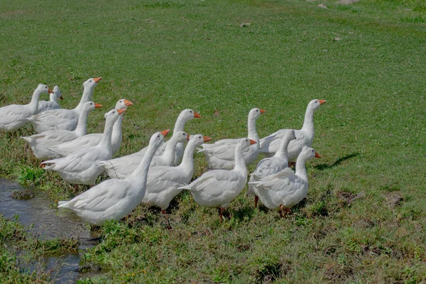 Husy Kráčející Zelené Trávě — Stock fotografie