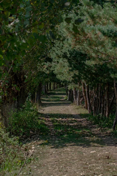 Ormanın Derinliklerinde Yol — Stok fotoğraf