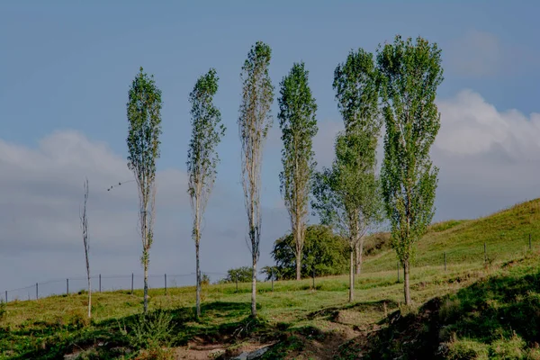 Bomen Boven Berg — Stockfoto