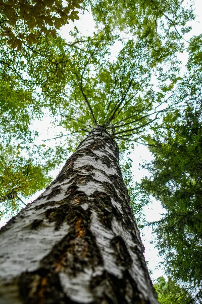 Geweldige Boom Het Bos — Stockfoto