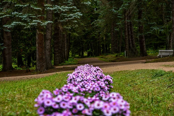 Fantastiskt Vackra Blommor Trädgården — Stockfoto