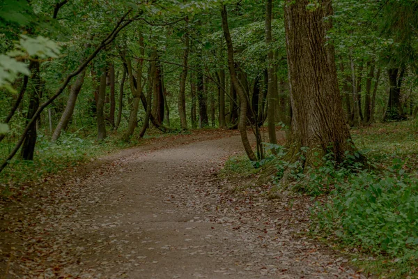 Ścieżka Głębokim Lesie — Zdjęcie stockowe