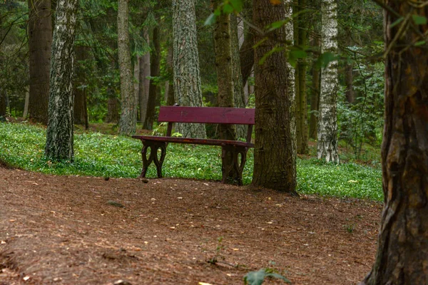 Ławka Środku Lasu — Zdjęcie stockowe