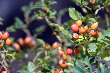 Yazın, bahçede, ağaçta kırmızı gül kalçaları.