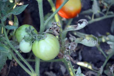 Domates bitkileri serada yetişiyor.