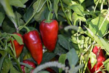 Bahçede taze kırmızı biber