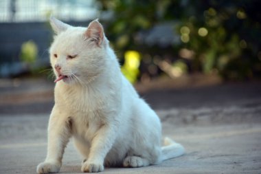 Kedi bankta oturuyor.