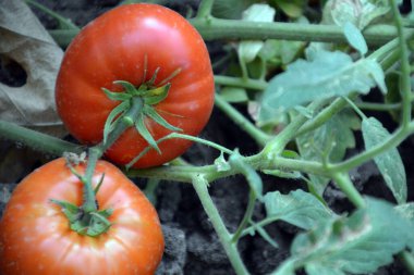 Bahçede büyüyen domatesler