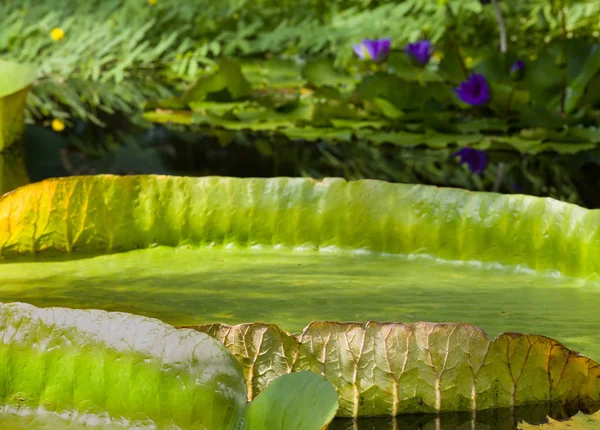 Ditutup Daun Lilly Pad Besar Mengambang Victoria Regia Hutan Hujan — Stok Foto