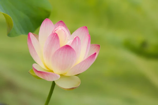 柔らかい緑の背景を背景に満開の聖なる蓮の花 — ストック写真
