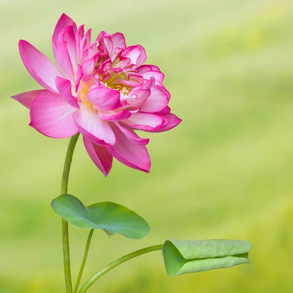 Flor Completa Uma Flor Lótus Chamada Lotus Nelumbo Elite Red — Fotografia de Stock