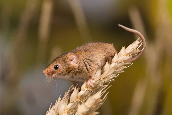 Micromys Minutus Nebo Sklizeň Myší Pšeničném Poli — Stock fotografie