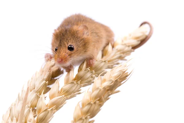 Micromys Minutus Ποντίκι Συγκομιδή Στο Πεδίο Σιτάρι — Φωτογραφία Αρχείου