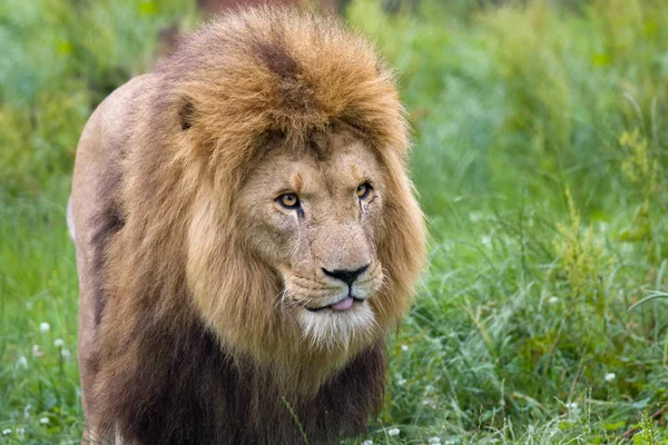 Nahaufnahme Eines Männlichen Afrikanischen Löwen Grasland — Stockfoto