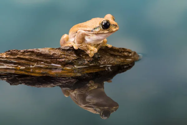 Rana Dagli Occhi Oro Rana Del Latte Amazzonico Trachycephalus Resinifictrix — Foto Stock